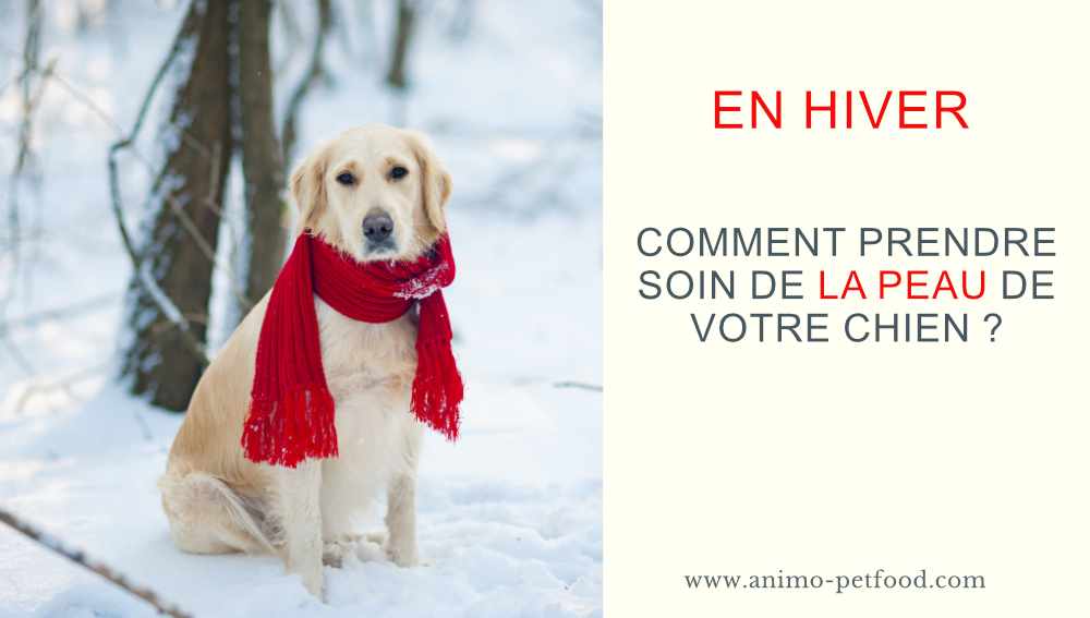 Comment prendre soin de la peau de votre chien pendant l’hiver